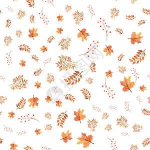 秋天丰富多彩的无缝秋叶背景白色孤立上的浆果水彩插图无缝秋叶背景白色孤立上的浆果水彩插图枫图片