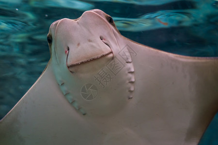 眼睛水族馆海豚的热带鹰射线斑马近在眼前令人笑的紧贴着一只牛鼻雷的脸大西洋图片