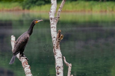 碳水化合物动伟大的CormorantPhalacrocorcoraxcarbo坐在一个树枝上夏季的霍里松观光下捕猎波兰之后休息殖图片