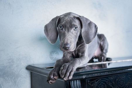 可爱的注意力非常漂亮的狗蓝色维玛拉纳品种钢琴上的小狗奢华图片