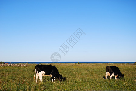 场地瑞典和平海岸风景中的两头牧牛瑞典夏天奶图片