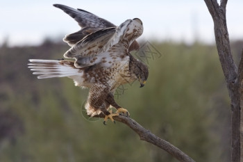 爪子麦金野生动物亚利桑那州的Ferruginoous鹰的平衡其翅膀部分开放于亚利桑那州的树肢上这是亚利桑那索诺拉沙漠博物馆自由飞图片