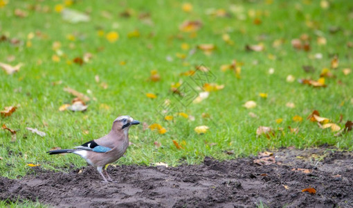 翅膀分支Corvusglandarius秋天在荷兰绿草地寻找食物图片