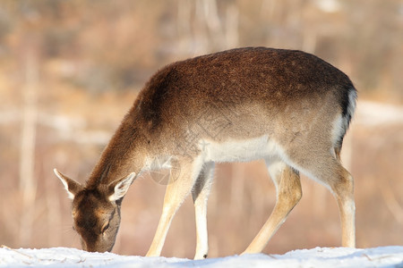 棕色的反刍动物雪地大坝中为食物打猎的鹿早晨图片