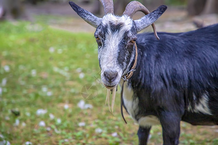 在绿草地上的农场一条可爱山羊的肖像国内可爱户外图片