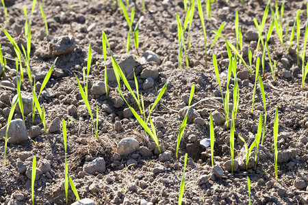 发芽了春天青幼小麦在农业田地上发芽绿草关闭地球图片