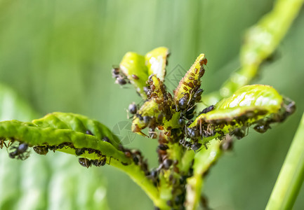 殖民地自然植物叶上的许多虫子接近生活错误图片
