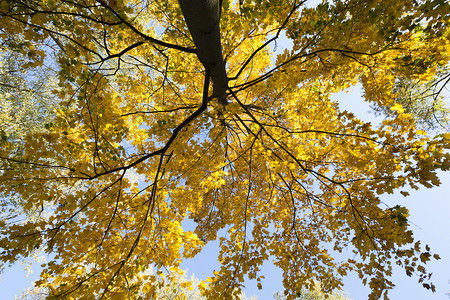蓝天白云下的黄色秋叶图片