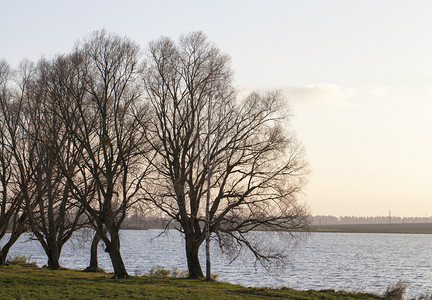 一片大湖的岸边有草和树木在岸上生长没有树叶地貌景观以及湖边树木夏天场景优质的图片