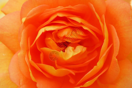 美丽的橙色玫瑰缝合开花特别的谷图片