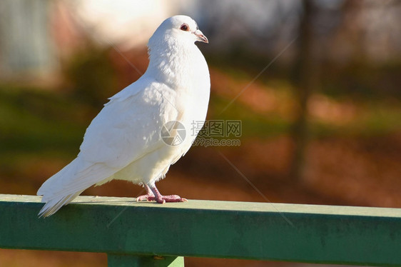 莉维亚靠近鸟的美丽照片雀鸽ColumbaLiviafamilya和多彩背景白色的图片