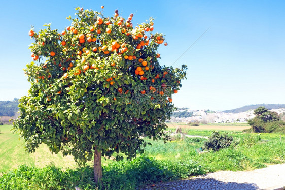 满的绿色春天树橙子食物图片