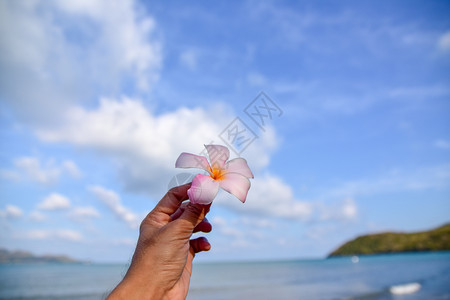 阿尔巴开花黄色的海中握着鲜花手蓝色天空背景图片