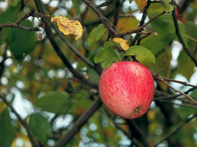秋天树上的苹果图片