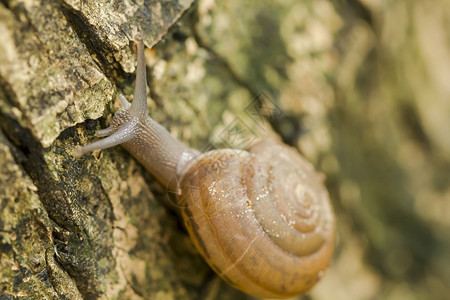 蜗牛在树上爬行天线自然森林图片