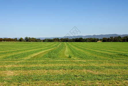 万里无云准备好马奇Lucernne准备收割在澳大利亚新南威尔士的Mothe附近的一个农场上图片