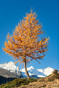 环境白雪皑在覆盖的冰川背景中只有在高山上才会有大秋天阳光图片