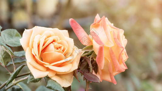 荒野花园里的粉红玫瑰古年的颜色优质盛开图片
