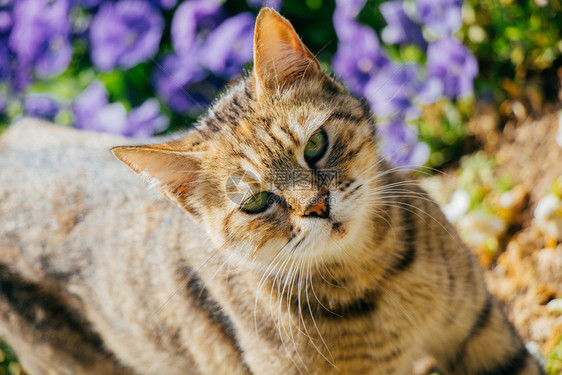 花园里的流浪猫图片