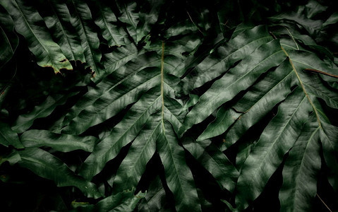 黑色的绿树叶质地上的绿灯中暗树叶自然抽象背景热带森林与天然模式的黄绿树相比热带植物用于壁纸Greenery丛林新鲜的图片