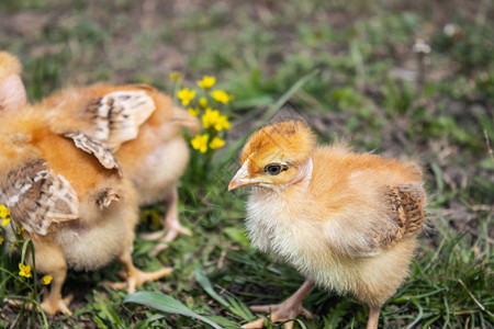 蓬松的场地草或坪上的黄色小鸡用于设计和装饰概念农场上美丽而特写的小鸡草地或坪上的黄色小鸡用于设计和装饰概念出生图片