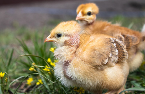 花园草地或坪上的黄色小鸡用于设计和装饰概念农场上美丽而特写的小鸡草地或坪上的黄色小鸡用于设计和装饰概念春天生活图片