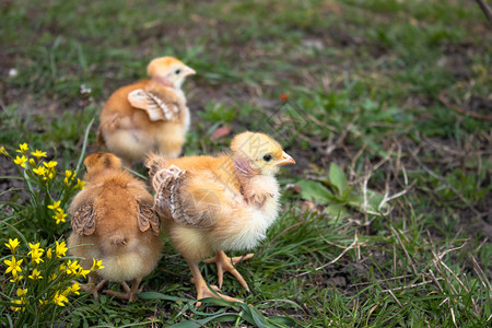 草地或坪上的黄色小鸡用于设计和装饰概念农场上美丽而特写的小鸡草地或坪上的黄色小鸡用于设计和装饰概念春天白色的自然图片