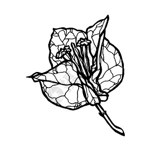 自然花的为了朵单色矢量由卡琳丽亚花朵布若莎手绘画一幅插图线工艺的花朵绘画图片
