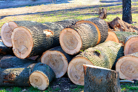 日志一座城市公园中棵大片疾病橡树被切开的干枝木一个城市公园中棵大片疾病树被割开的干森林有质感的图片