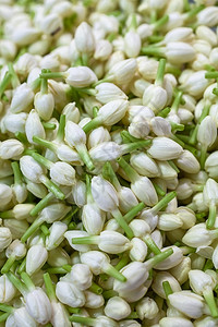 一群新鲜的白芽茉莉用于制作节日松园艺市场发芽的图片