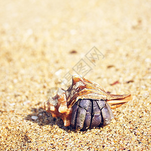 安达曼海沙滩上的寄居蟹野生动物黑色的假期图片