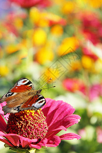蕊夏天的蝴蝶坐在孔雀眼的花朵蝴蝶上坐在辛尼娅的花上色彩炎热的夏日杂色花蜜图片