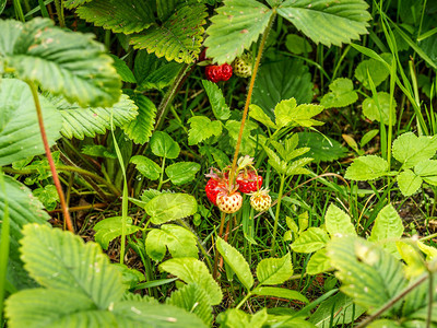 农村种植草莓果和园艺中成熟的草莓果野外生长成熟的浆果衬套绿色图片