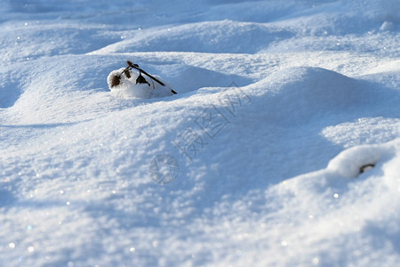 雪地里的树枝图片