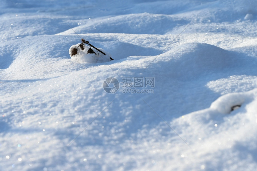 雪地里的树枝图片