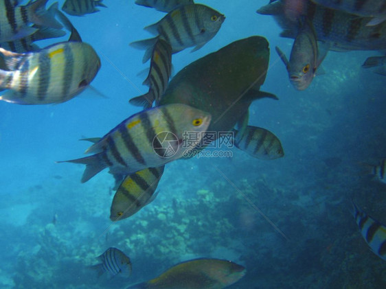 热带异国鱼类在红海底珊瑚礁上漂浮的雌细菌红色动物群异国情调图片