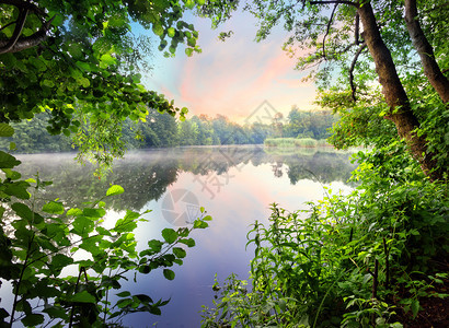 树植物户外福吉清晨在湖面有粉红黎明福吉清晨在湖面有亮光图片