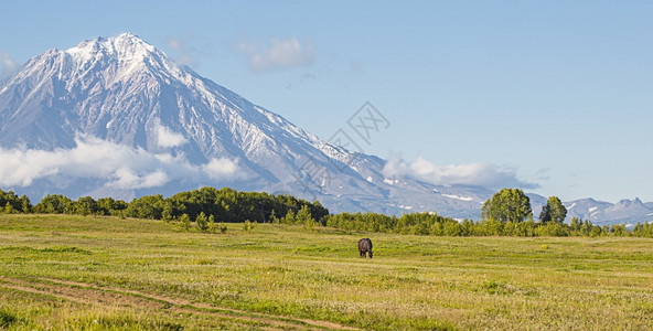 一种堪察加草原在Kamchatka与一匹马同在火山和草地图片