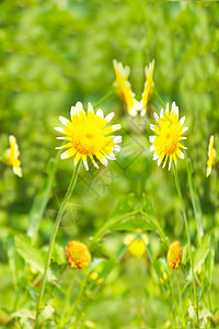 夏天雏菊春田中美丽的黄花图片