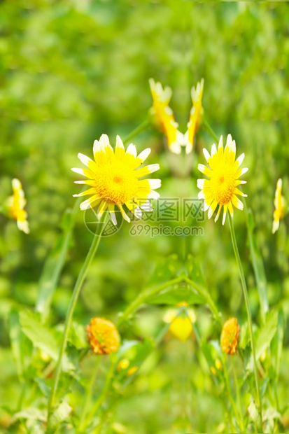 夏天雏菊春田中美丽的黄花图片