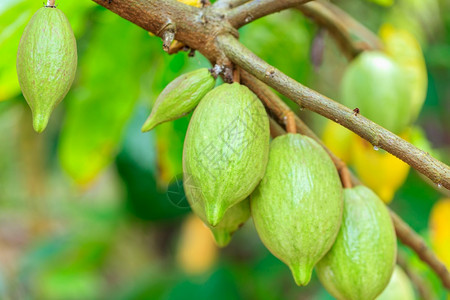 CacaoTreeTheobromacacao自然界中的有机可果荚夏威夷食物巧克力图片
