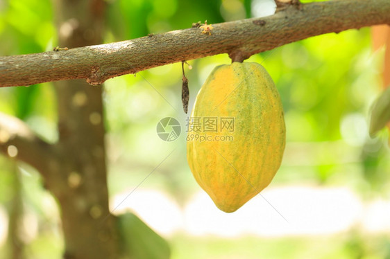 种子夏威夷苦的CacaoTreeTheobromacacao自然界中的有机可果荚图片