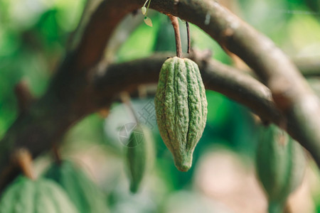 苦的雨植物CacaoTreeTheobromacacao自然界中的有机可果荚图片