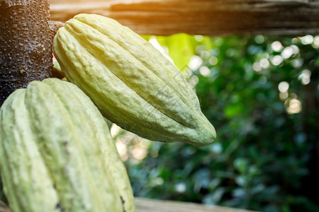 黑暗的CacaoTreeTheobromacacao自然界中的有机可果荚美国豆图片