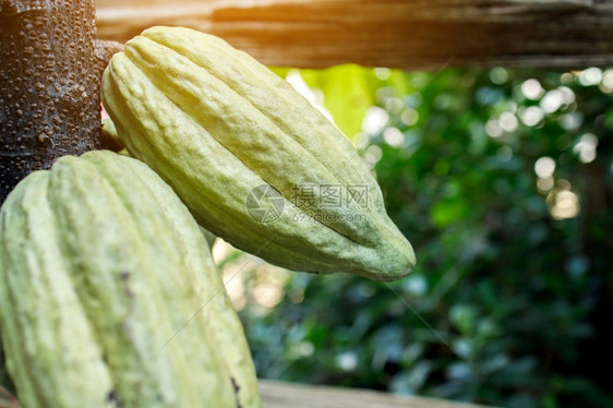 黑暗的CacaoTreeTheobromacacao自然界中的有机可果荚美国豆图片