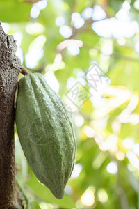 雨果仁糖CacaoTreeTheobromacacao自然界中的有机可果荚花园图片