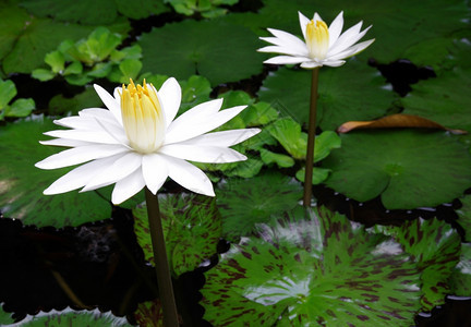 宁静盛开的白莲花图片