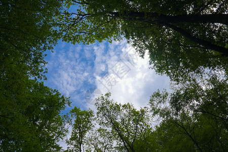 植物过去的森林和天空高图片