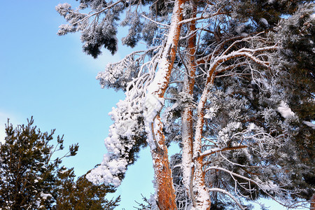 白色的全景被新雪覆盖的松树太阳图片