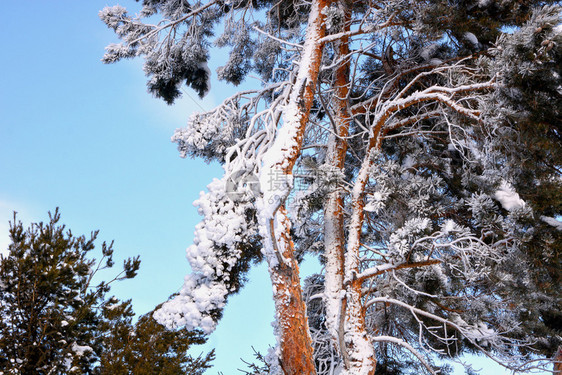 白色的全景被新雪覆盖的松树太阳图片